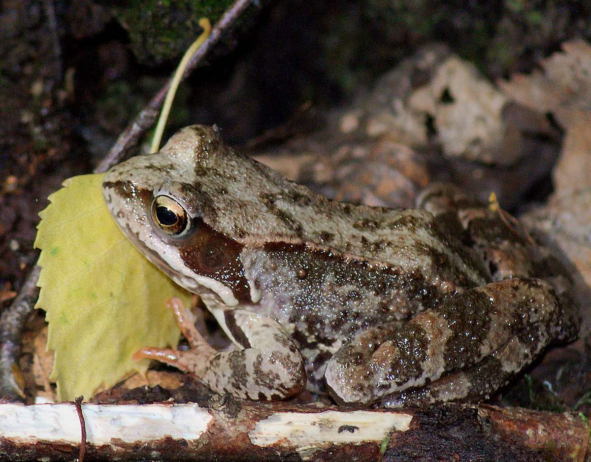 Grenouille rousse — Wikipédia