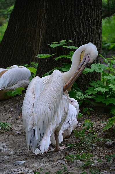 File:Розовый пеликан в Киевском зоопарке. Фото 174.jpg