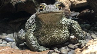 <span class="mw-page-title-main">Common toad</span> Species of amphibian