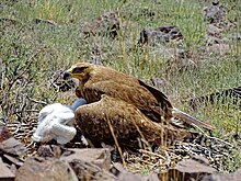 A steppe eagle mother with its eaglet; this eagle is still quite young and not in adult plumage. Subadult breeding is generally considered indicative of population stress in raptors. StO25 samka na Gn 8 corr.jpg
