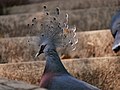 นกพิราบหงอนวิกตอเรีย สวนสัตว์เชียงใหม่ Victoria crowned pigeon in Chiang Mai Zoo (8).jpg