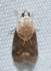 - 5659 - Acrobasis palliolella - پروانه Acrobasis Mantled (27620178891) .jpg