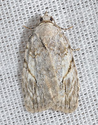 <i>Balsa labecula</i> Species of moth