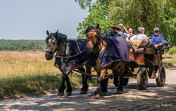 Pferdewagen in der Lüneburger Heide Horse-drawn wagon in the Lüneburg Heath