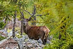 Thumbnail for File:014 Wild Red Deer Switzerland Photo by Giles Laurent.jpg