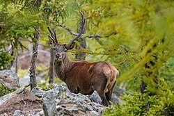 Wild red deer in the Aletsch Forest Nature Reserve Licensing: CC-BY-SA-4.0