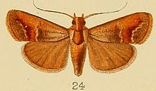 024-Orthaga castanealis (Кенрик, 1907) .JPG