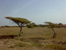 Acacia trees growing in desert suburbs near Fujairah 1501200713074 Acacia tortilis.jpg