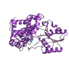 Modèle tridimensionnel de l'enzyme