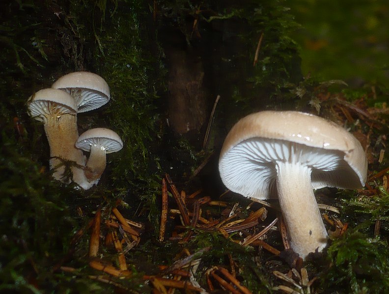 File:2012-10-20 Neolentinus adhaerens (Alb. & Schwein.) Redhead & Ginns 319890.jpg