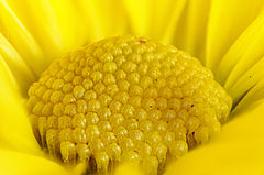 Fleur d'astéracée (Asteraceae sp.)