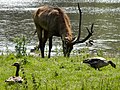 Natuurpark Lelystad (Pater Davidshert en ganzen)