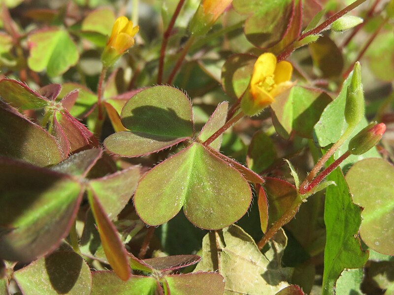 File:20140821Oxalis corniculata3.jpg