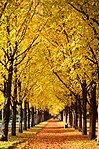 Goldener Oktober in einer geschlossenen Allee, 2015