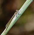 Große Pechlibelle - Ischnura elegans, Weibchen