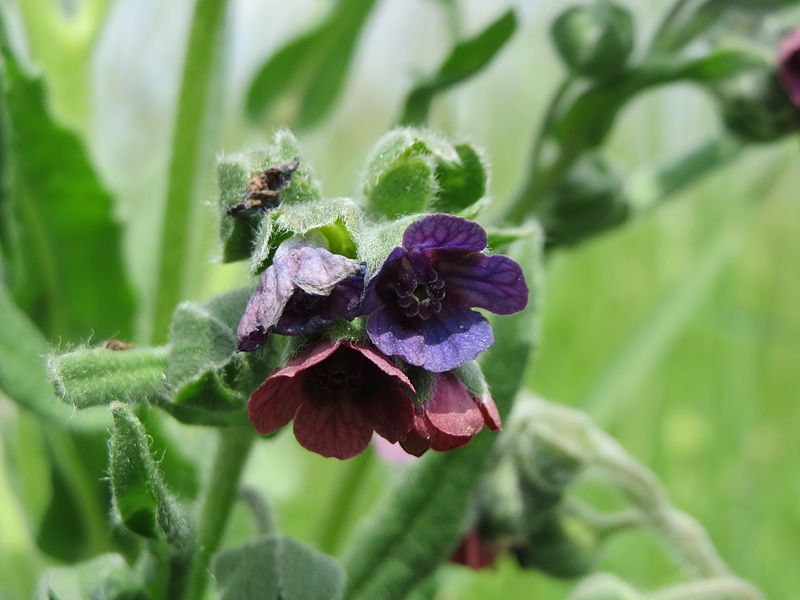 File:20150517Cynoglossum officinale3.jpg