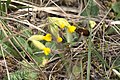 * Nomination A dotted bee fly (Bombylius discolor) on a common cowslip (Primula veris) in the nature reserve Badstube Mimbach. --DavidJRasp 16:18, 15 February 2022 (UTC) * Decline  Oppose Not sharp enough. Sorry. --Ermell 20:53, 16 February 2022 (UTC)