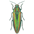 Chrysochroa fulgidissima