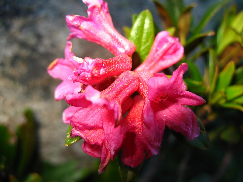 File:3521 - Fiescheralp - Rhododendron ferrugineum.JPG