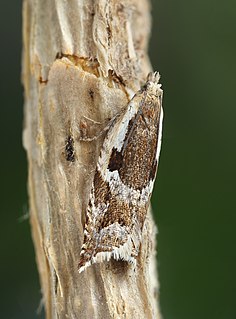 <i>Ancylis myrtillana</i> Species of moth