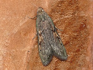 Seed moth (Paralipsa gularis), male