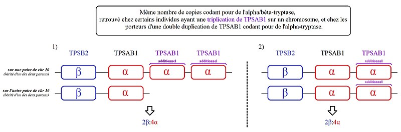 File:7 TPSAB1 et 2 même nombre de copies porteurs d'alpha tryptasémie héréditaire V2.1.jpg