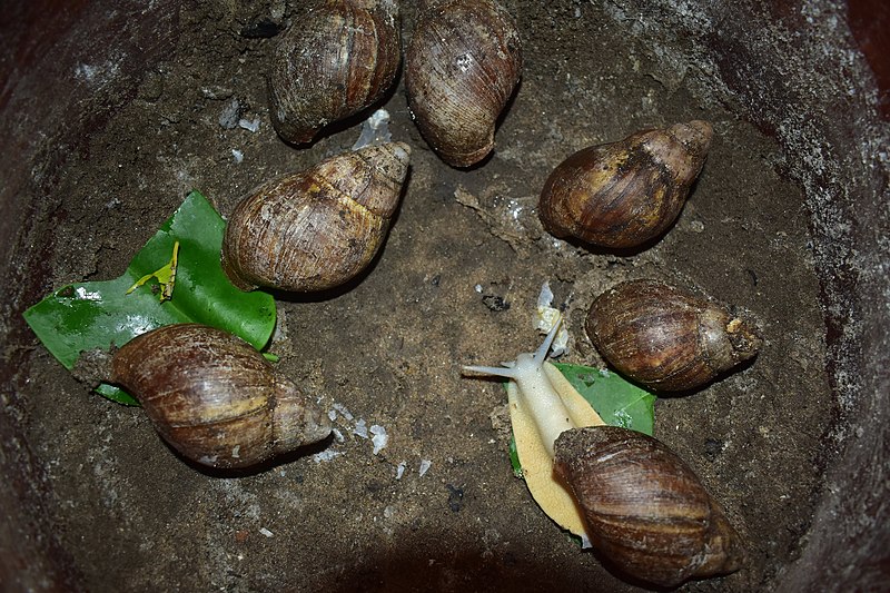 File:7 escargots albinos.jpg