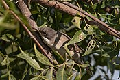 A Rare Eastern Orphean warbler (51086173792).jpg