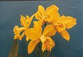 A and B Larsen orchids - Brassolaeliocattleya Toshie Aoki x SLC Mini etc 157-3.jpg