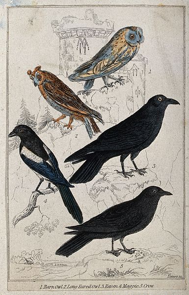 File:A barn owl, long eared owl, raven, magpie and crow. Coloured Wellcome V0022351.jpg