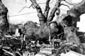 A camphor tree fallen by atomic bomb's blast