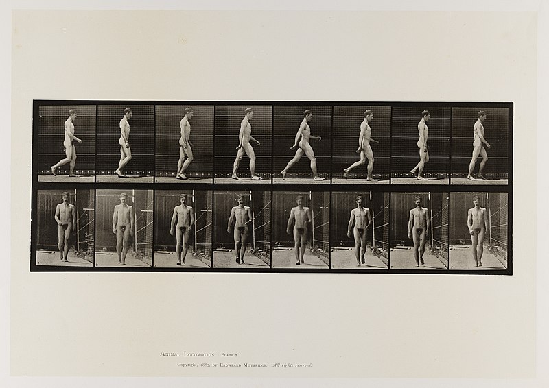 File:A naked man walking. Collotype after Muybridge, 1887. Wellcome L0075728.jpg