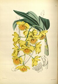 plate 124 Dendrobium chrysotoxum