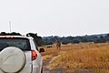 A tourism car - Akagera National Park.jpg