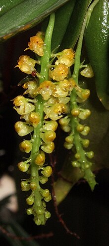 Thumbnail for Robiquetia minimiflora