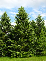 Abies holophylla PAN 2.jpg