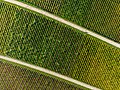 * Nomination View of the Abtswinder Altenberg vineyard, aerial photograph --Ermell 08:19, 21 October 2022 (UTC) * Promotion  Support Good quality. --Poco a poco 11:17, 21 October 2022 (UTC)