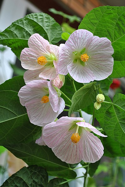 Файл:Abutilon 'Appleblossom'.JPG