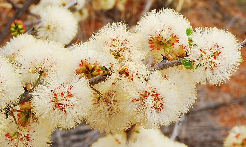 File:Acacia mellifera subsp. detinens01.jpg