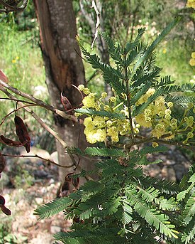 Acacia parramattensis-closeup.jpg
