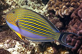 Acanthurus lineatus