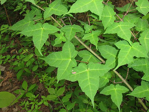 Acer crataegifolium 3