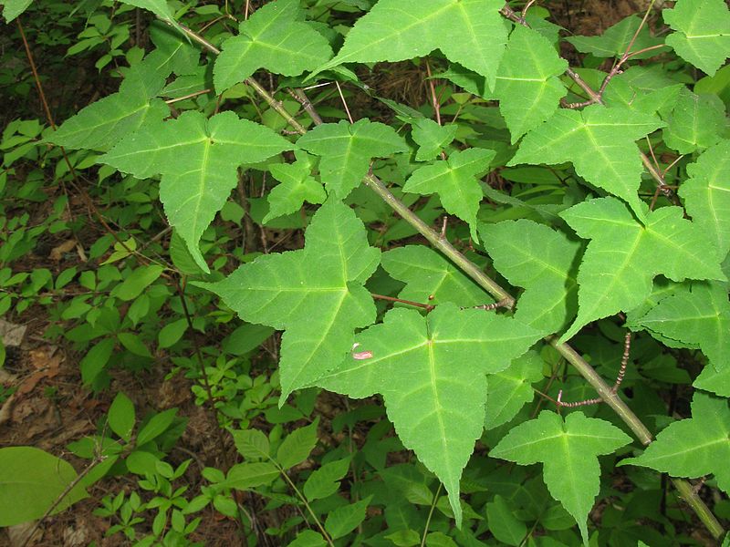 File:Acer crataegifolium 3.JPG