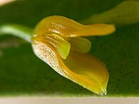 Acianthera aurantiaca Specklinia aurantiaca