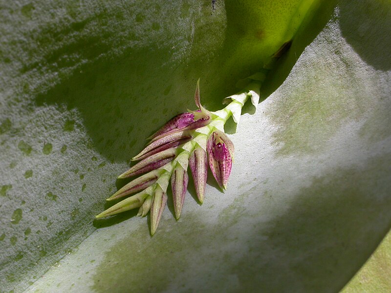 File:Acianthera pectinata.jpg