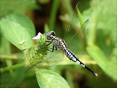 ♂ Acisoma panorpoides