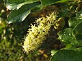 Ackee Flower
