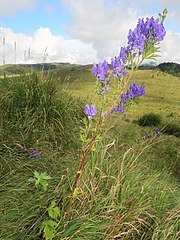 長野県の高原草原で直立するもの（霧ヶ峰車山高原、2021年9月下旬、以下の写真同じ）。