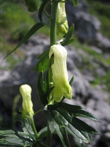 File:Aconitum lycoctonum 8852.jpg