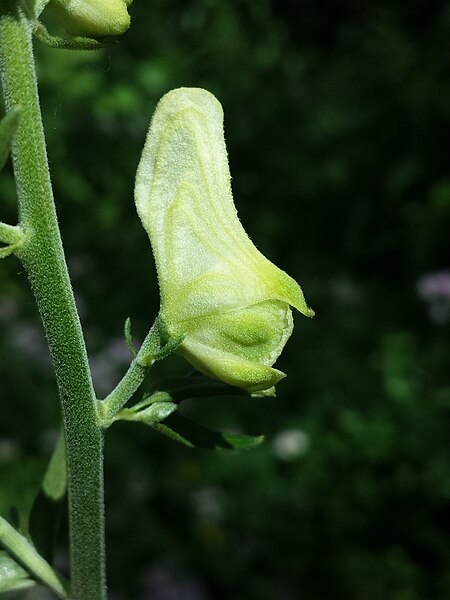 File:Aconitum lycoctonum subsp. lycoctonum sl8.jpg